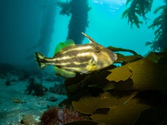 Meuschenia freycineti
