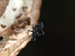 Trigonopterus