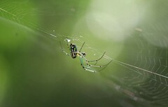 Leucauge argyrobapta