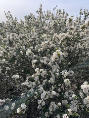 Ceanothus verrucosus