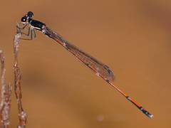 Prodasineura hyperythra