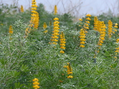 Lupinus luteus