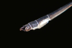 Drepanosticta rufostigma