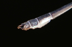 Drepanosticta rufostigma