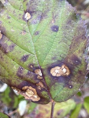 Sphaerulina westendorpii