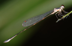 Drepanosticta rufostigma
