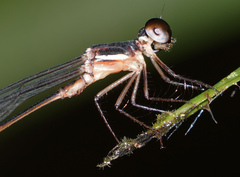 Drepanosticta rufostigma