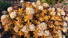 Sedum adolphi