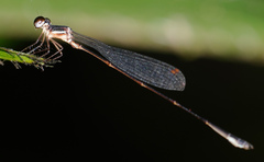 Drepanosticta rufostigma