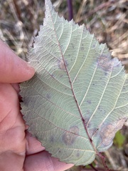 Sphaerulina westendorpii