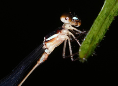 Platystictidae