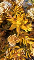 Sedum adolphi