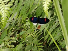 Heliconius erato