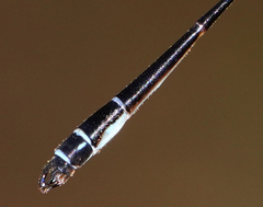 Platystictidae