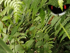 Heliconius erato