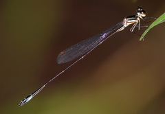 Platystictidae
