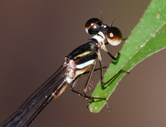 Platystictidae