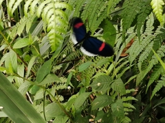 Heliconius erato