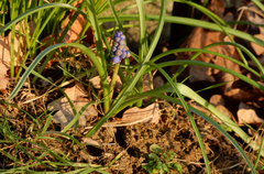Muscari