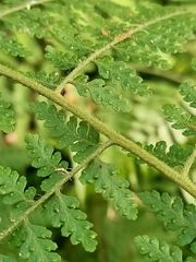 Microlepia nepalensis