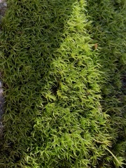 Grimmia trichophylla