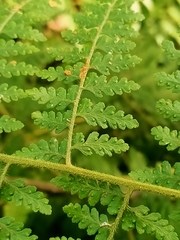 Microlepia nepalensis