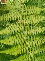 Microlepia nepalensis