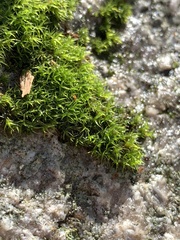 Grimmia trichophylla