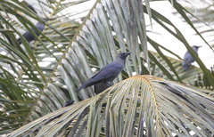 Corvus splendens