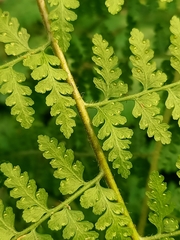 Microlepia nepalensis