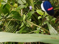 Heliconius erato