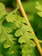 Microlepia nepalensis