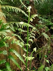 Microlepia nepalensis