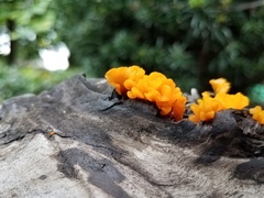 Dacrymyces chrysospermus
