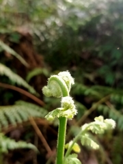 Microlepia nepalensis