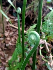 Microlepia nepalensis