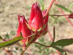 Hibiscus sabdariffa image