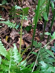 Microlepia nepalensis