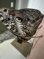 Opsiphanes invirae
