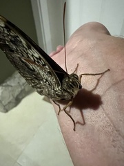 Opsiphanes invirae