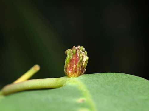 Apiomorpha thorntoni · iNaturalist