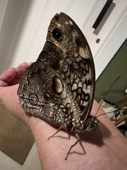 Opsiphanes invirae