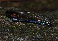 Rhinocypha cucullata