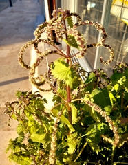 Urtica membranacea