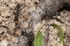 Aphaenogaster senilis
