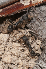 Aphaenogaster senilis