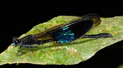 Euphaea subcostalis