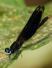 Euphaea subcostalis