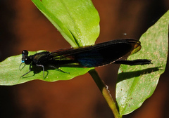 Euphaea subcostalis