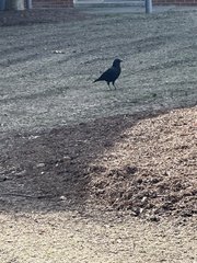 Corvus brachyrhynchos